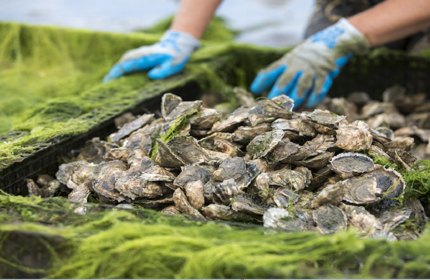 طحالب سامة تثير القلق بشأن سلامة المأكولات البحرية