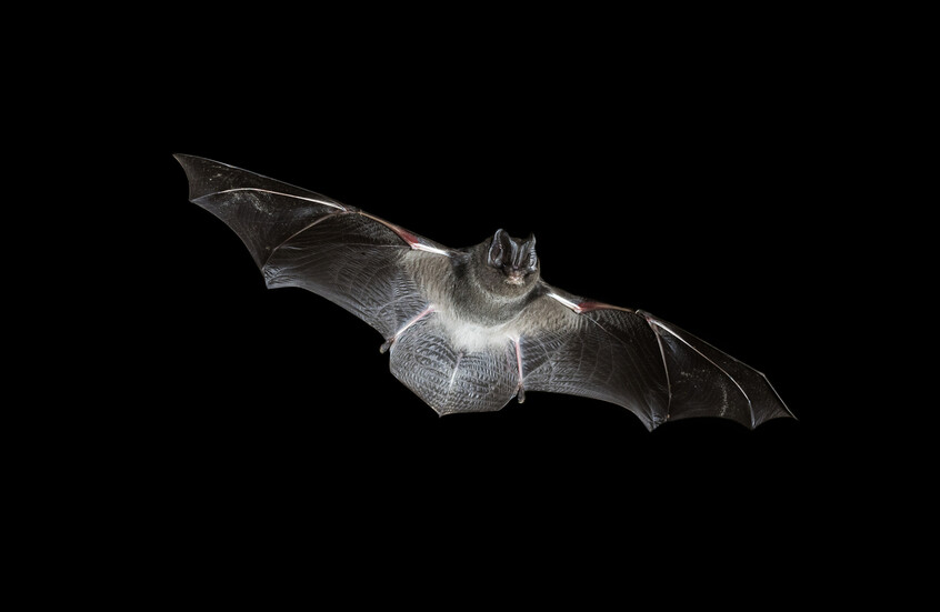 بالصور.. اكتشاف  نوع جديد من الخفافيش في محمية الأمير محمد بن سلمان الملكية