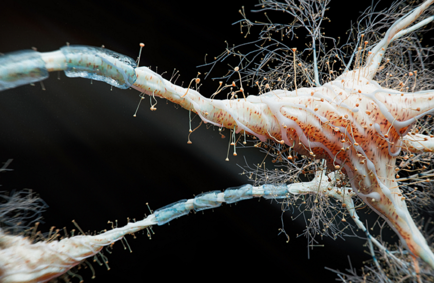 اكتشاف "محرّك" الرفض الجنسي لدى الإناث!