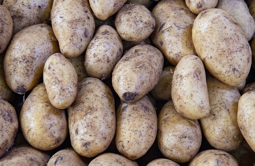 تونس.. إعادة شحنة بطاطا فاسدة موردة من تركيا