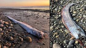 "سمكة يوم القيامة" الغامضة تظهر بأحد شواطئ الولايات المتحدة للمرة الثانية