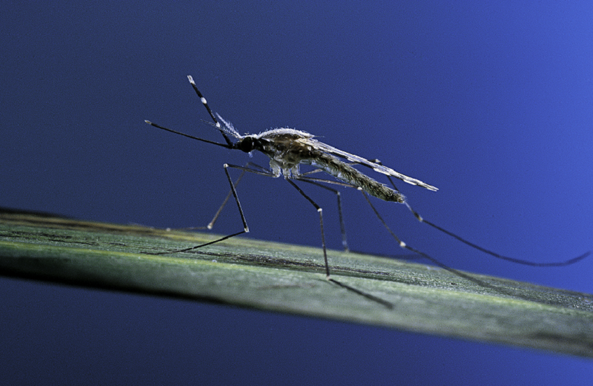 باستخدام البعوض.. لقاح واعد ضد الملاريا بنتائج مذهلة