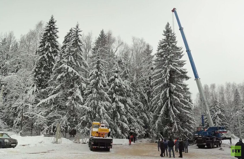 اختيار شجرة رأس السنة الرئيسية في روسيا