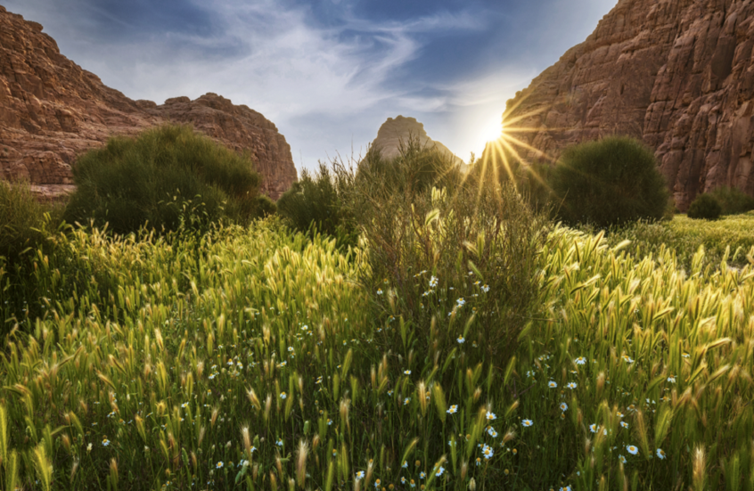 في خطوة هامة.. اكتشاف 8 أنواع نباتية نادرة في السعودية