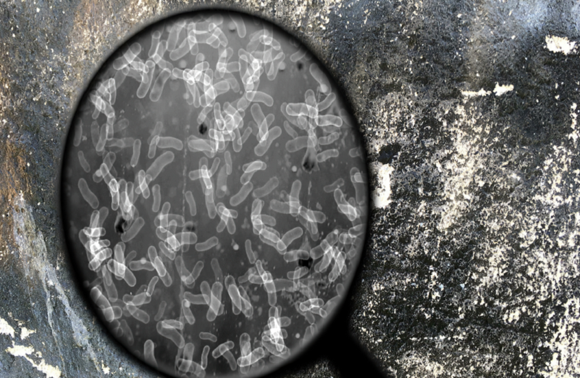 "البكتيريا المرآة".. تهديد محتمل لجميع أشكال الحياة على الأرض