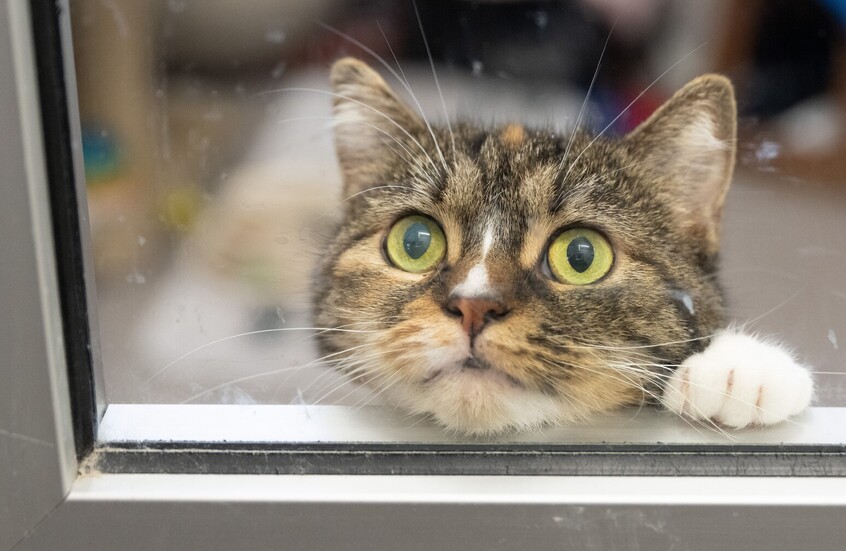 سلخ قطة وتقطيعها من قبل طلاب جامعة في الأردن يثير موجة غضب واسعة (فيديو)