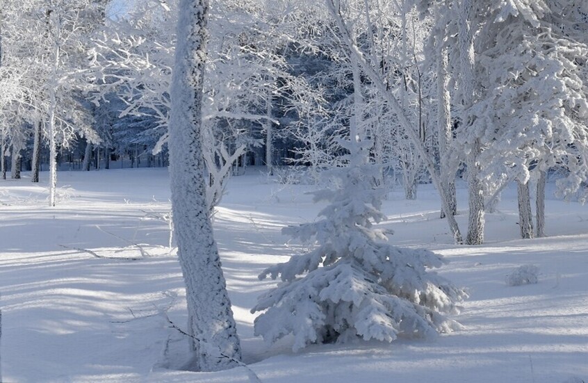 داغستان.. حادث مأساوي لقطيع من الخيول ـ فيديو