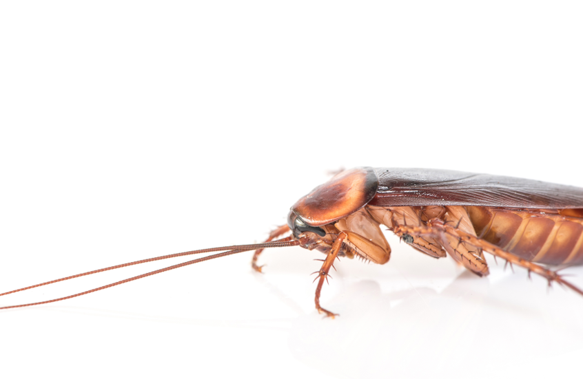 ابتكار يحوّل الصراصير إلى "جيش آلي" في ثوان