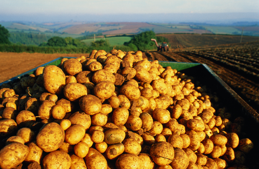 البطاطس المعدلة جينيا.. حل مبتكر لمواجهة تأثيرات تغير المناخ