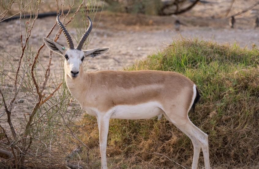 السعودية..إطلاق 66 كائنا فطريا مهددا بالانقراض في محمية الملك خالد الملكية (فيديو + صور)