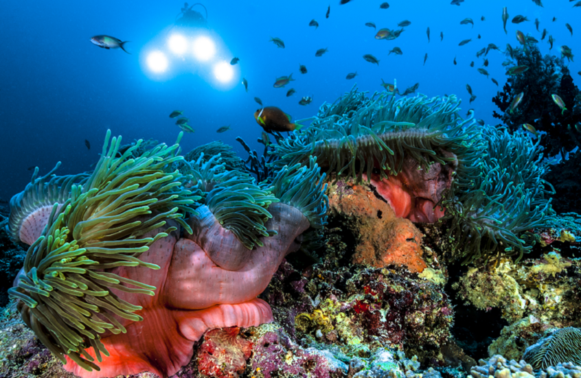 "بيرانا نباتية وثعبان دي كابريو".. اكتشافات بارزة في عالم الحيوان لعام 2024