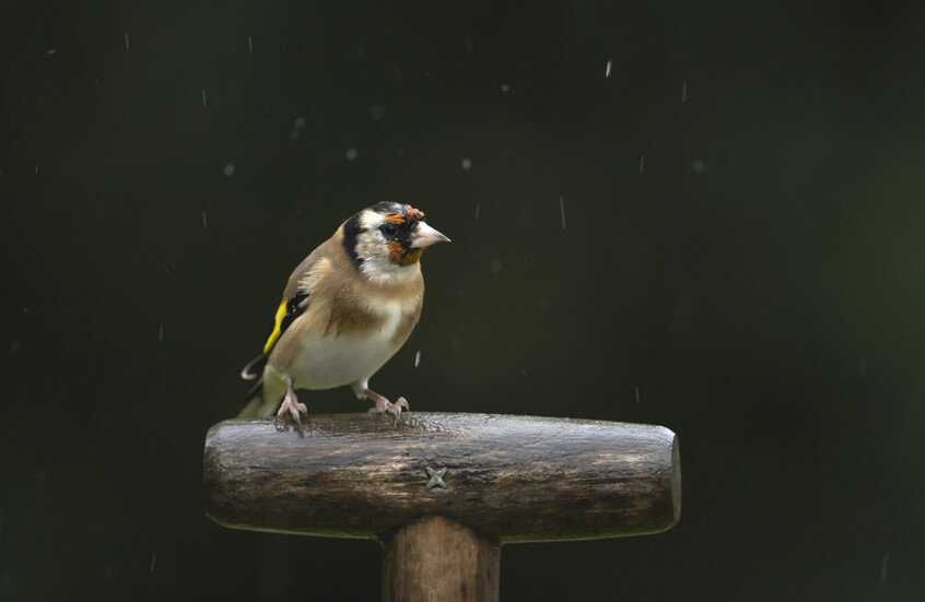 المغرب.. السلطات تحرر الحسون (صور)