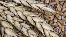 خبير: مجموعة "بريكس" يمكنها تغيير تجارة الحبوب العالمية