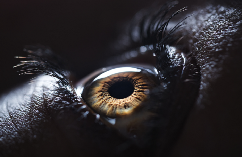 كشف آلية تشكيل الدماغ للذكريات وتخزينها