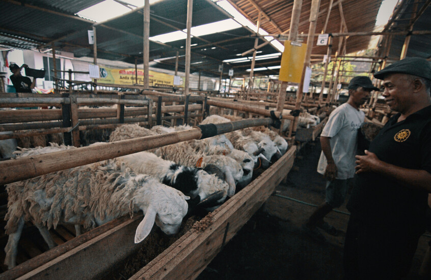 السلطات في إندونيسيا توصي بإغلاق أسواق الماشية بسبب انتشار الحمى القلاعية
