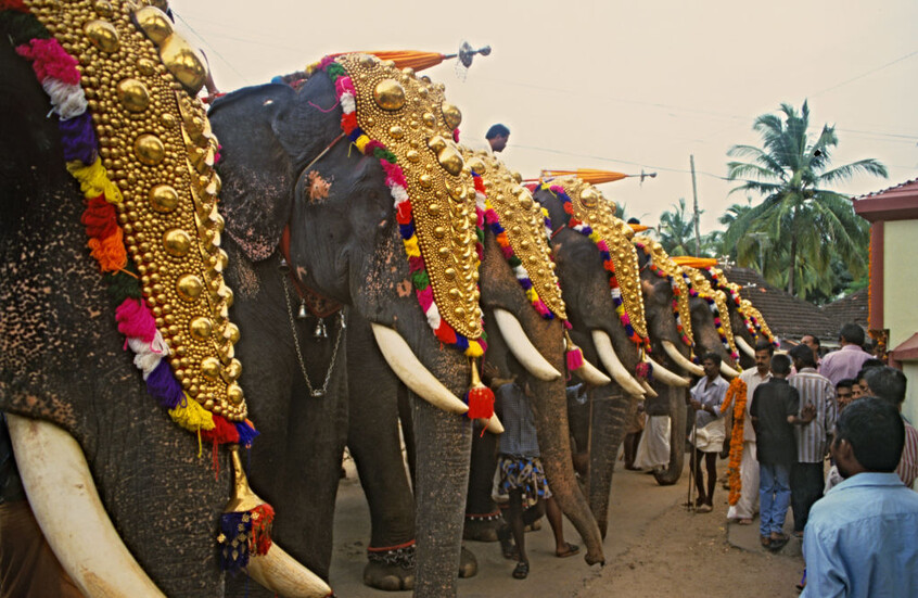 فيل يهاجم حشدا من الناس أثناء مهرجان في الهند (فيديو)
