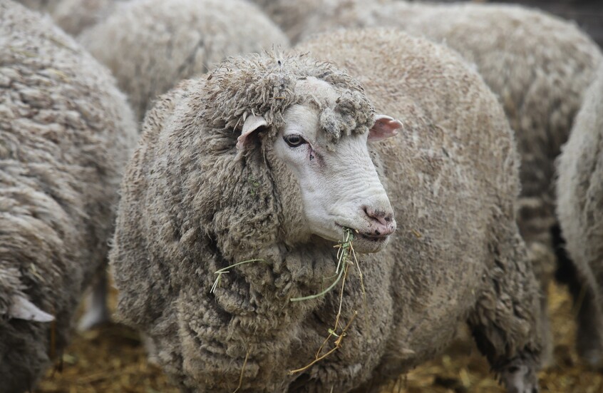 روسيا.. مئات الأغنام تنفق في الوحل بداغستان