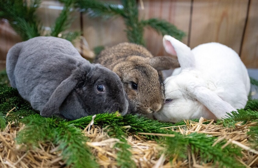 دراسة: التشريعات التي سنها الأردن خلال عقود أدت لانقراض 6 أنواع من الثدييات