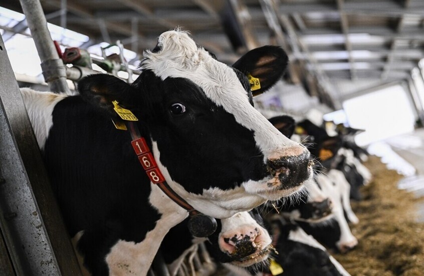 بسبب الحمى القلاعية.. روسيا توقف استيراد المنتجات الحيوانية من ألمانيا