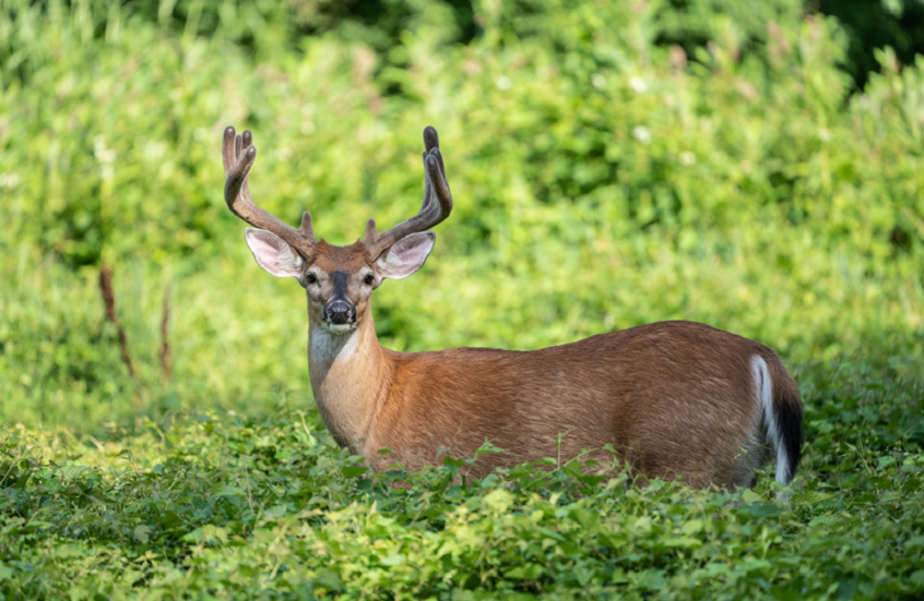 تحذيرات جديدة مقلقة.. "زومبي الغزلان" يهدد البشر!