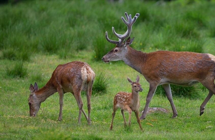 علماء روس يقيّمون احتمال انتقال مرض "زومبي الغزلان" إلى البشر
