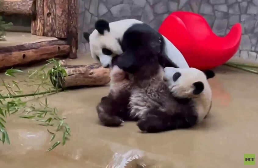 تحديات دب الباندا "ديندين" في حديقة حيوانات موسكو