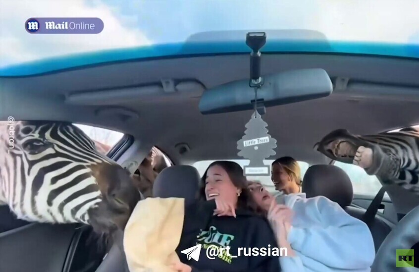 الولايات المتحدة.. الحيوانات الجائعة تبحث عن الطعام في سيارات الفتيات