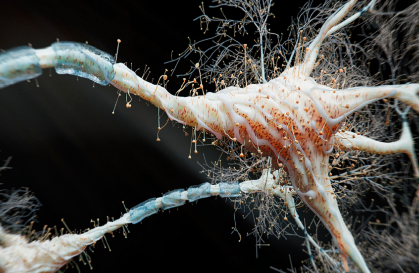 تأثير "الاحتياطي المعرفي" على تطور الخرف