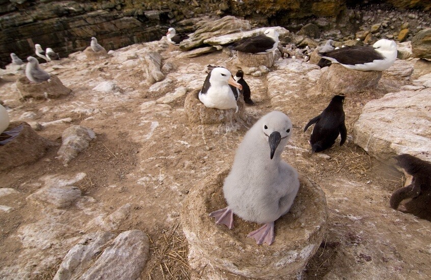 في سلوك غريب.. طيور البطريق تبني أعشاشها في واحة شيرماخر!