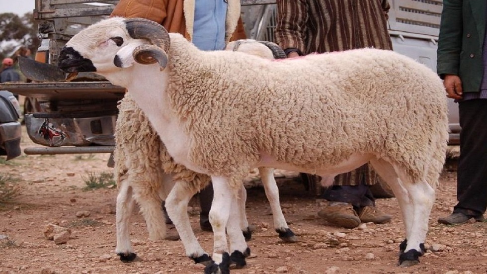إمكانية إلغاء شعيرة "نحر الأضاحي" تثير قلق الفلاحين ومربي الماشية في المغرب