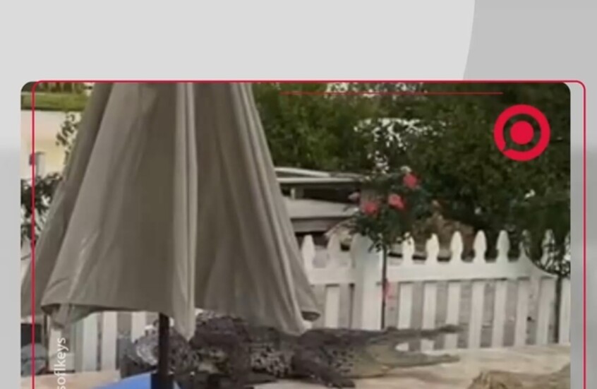 رجل شجاع يطرد تمساحا اقتحم منزله في ولاية فلوريدا الأمريكية باستخدام مكنسة