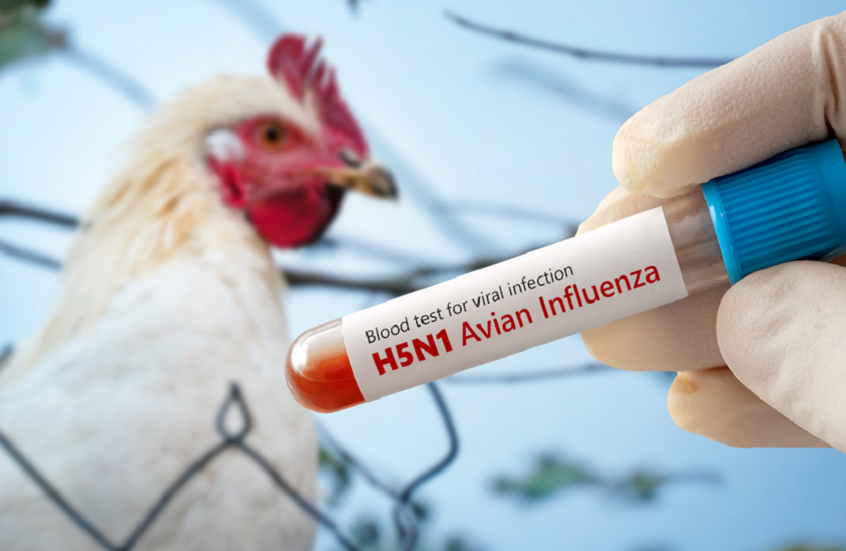 مع استمرار انتشار إنفلونزا الطيور.. هل يجب القلق من تناول البيض؟