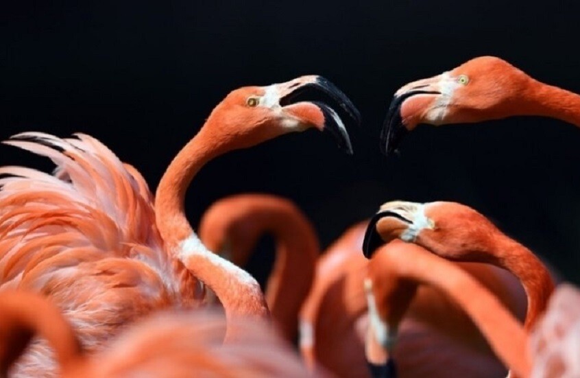 تونس.. إحباط عملية تهريب لطيور نادرة إلى الجزائر