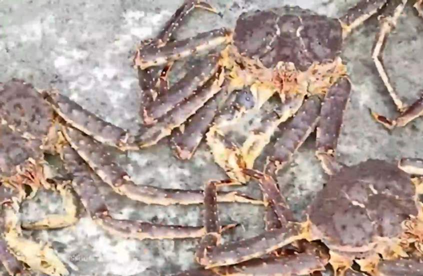 مصادرة أكثر من طنين من لحوم السلطعون في سخالين