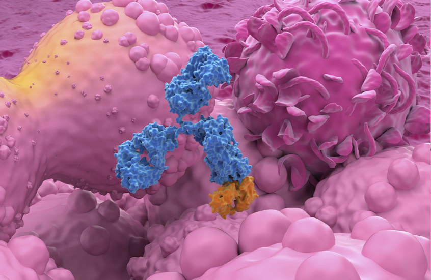 أطلس علمي يرصد تأثير التقدم في العمر على خلايا الثدي وتطور الأورام