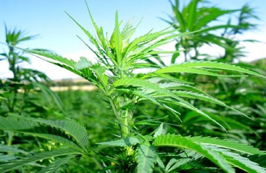 سويسرا.. لجنة برلمانية تصوت لصالح تقنين القنب