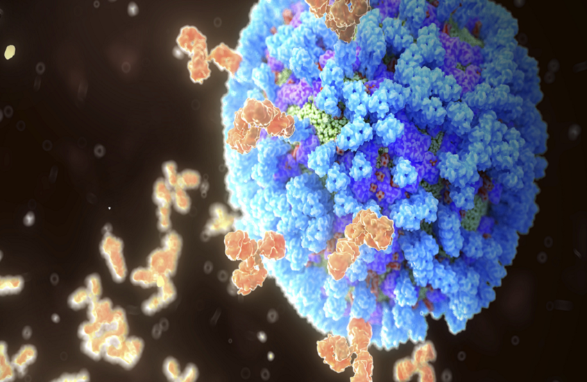 اكتشاف "درع طبيعي" ضد الالتهابات الرئوية المرتبطة بالإنفلونزا