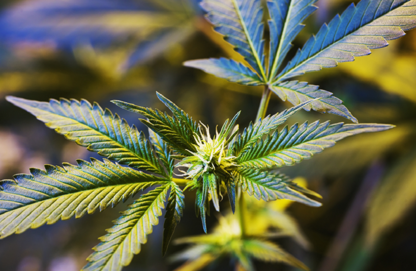 عواقب الاستخدام اليومي للقنب على الصحة