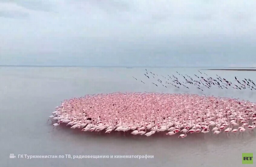 آلاف من طيور النحام الوردي تنتظر انتهاء فصل الشتاء على ساحل بحر قزوين