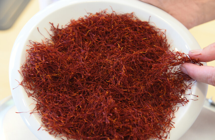 مع علامة هندية عالمية.. الإمارات تستعد لإنشاء أحد أكبر مرافق معالجة الزعفران في دول الخليج