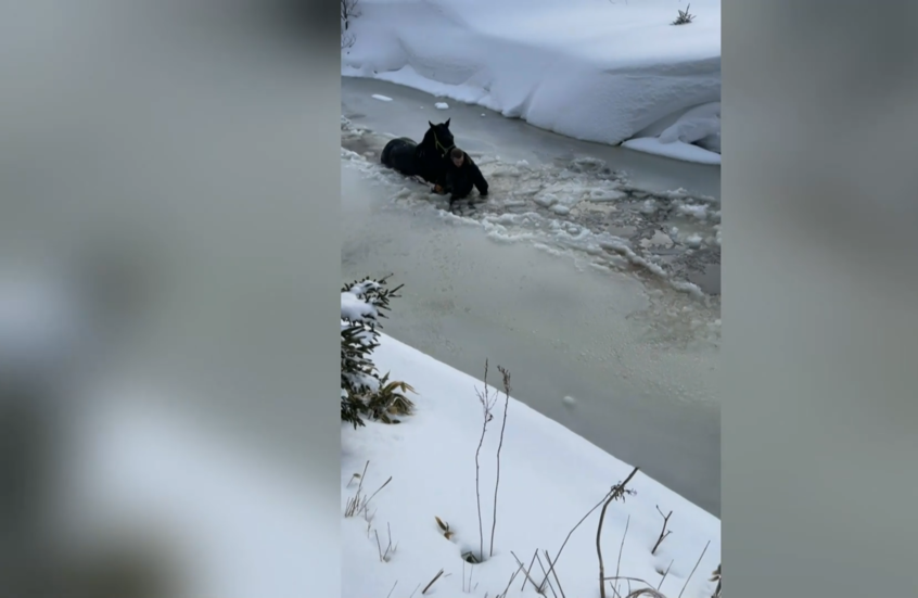 إنقاذ حصان من نهر متجمد في مقاطعة سخالين
