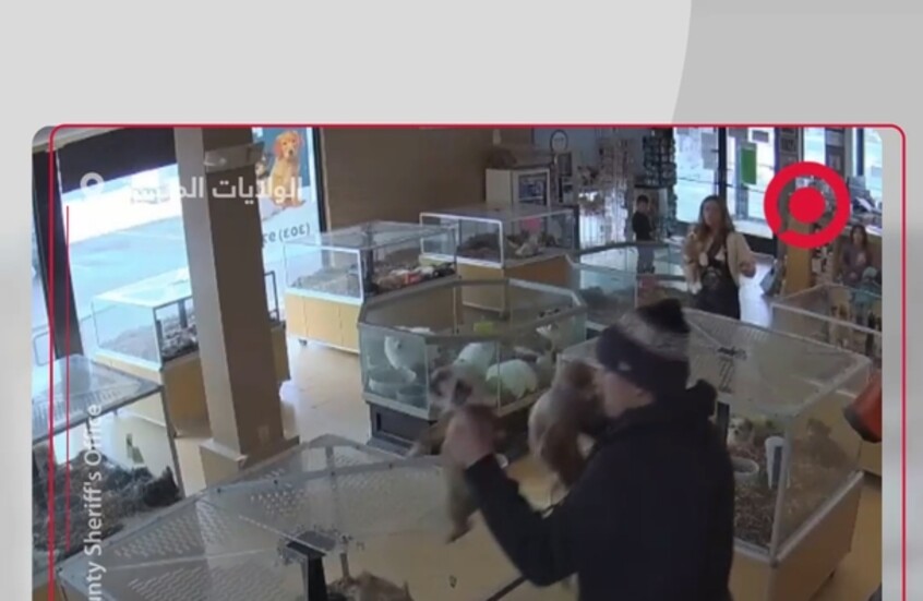 لصان يحاولان سرقة جراء بولدوغ من متجر لبيع الحيوانات في أمريكا