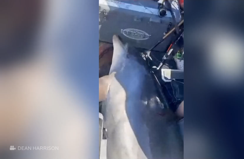 شاهد.. دلفين يزن أكثر من 400 كغ يقفز على  قارب صيد في نيوزيلندا