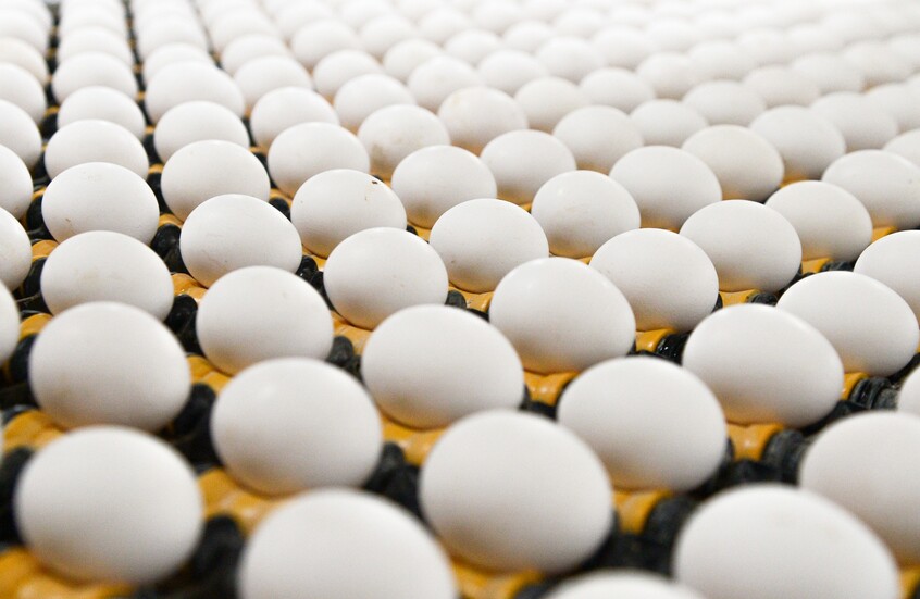 أسعار البيض في G20.. أرخصها في روسيا وأغلاها في الولايات المتحدة
