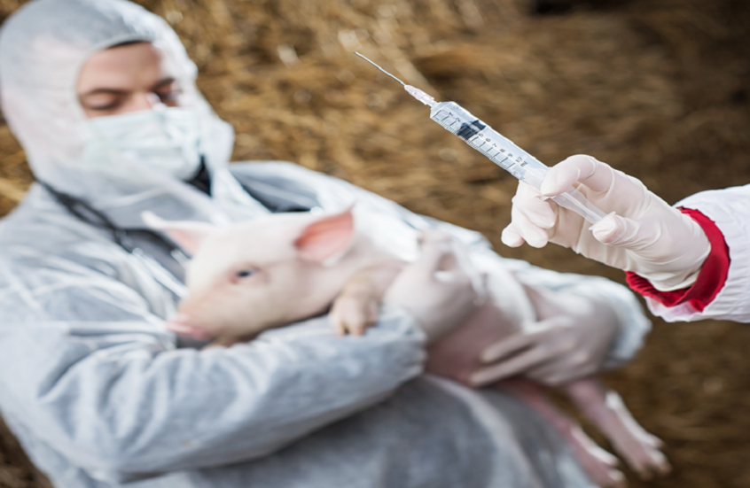 لأول مرة.. طباعة عضو ذكري للخنازير يعيد لها القدرة التناسلية!