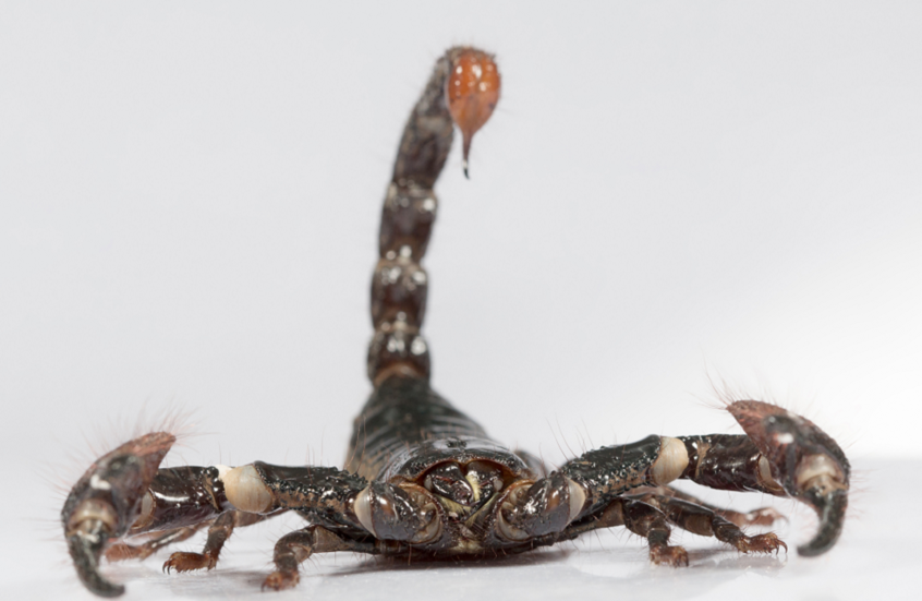 كالكوبرا الباصقة.. اكتشاف عقرب نادر يرش السم لمسافات بعيدة