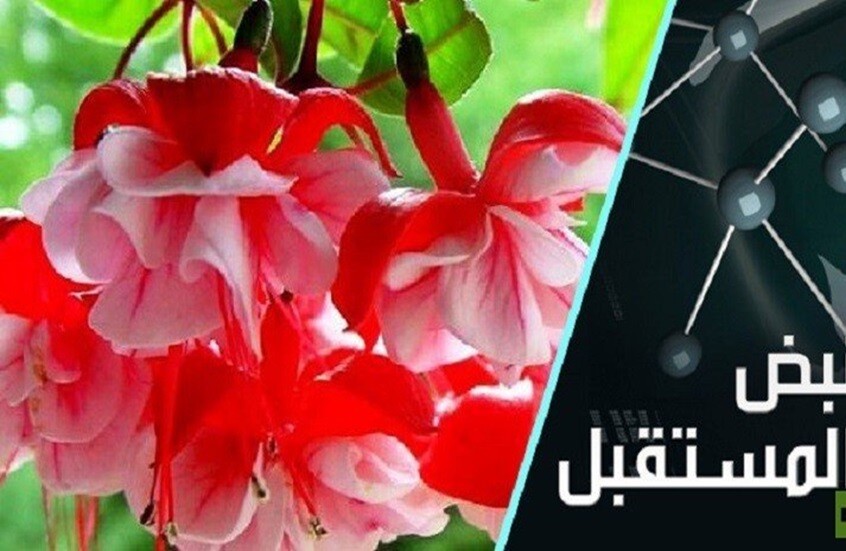 صيف في الشتاء