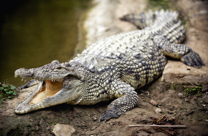 لحظات مرعبة في إندونيسيا.. تمساح يسحب امرأة إلى النهر ويستعرض بجثتها (فيديو)