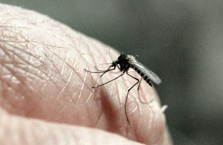 الصحة العالمية: أكثر من 100 ألف شخص حول العالم قد يلقون حتفهم هذا العام بسبب الملاريا