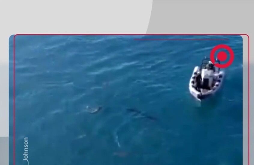 مشهد ساحر.. دلافين 